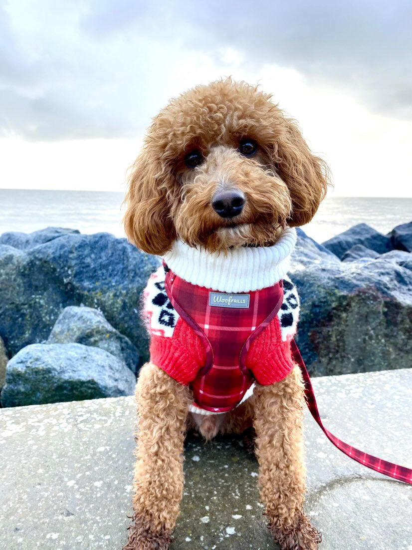 cockapoo wearind a red dog harness and matching jumper 