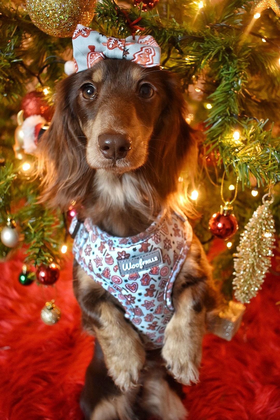cute dachshund wearing a christmas dog harness