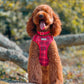 Autralian labradoodle wearing a red step in harness