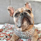 Frenchie wearing a designer dog harness