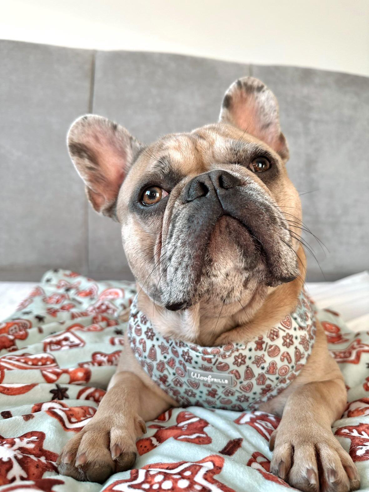 Frenchie wearing a designer dog harness