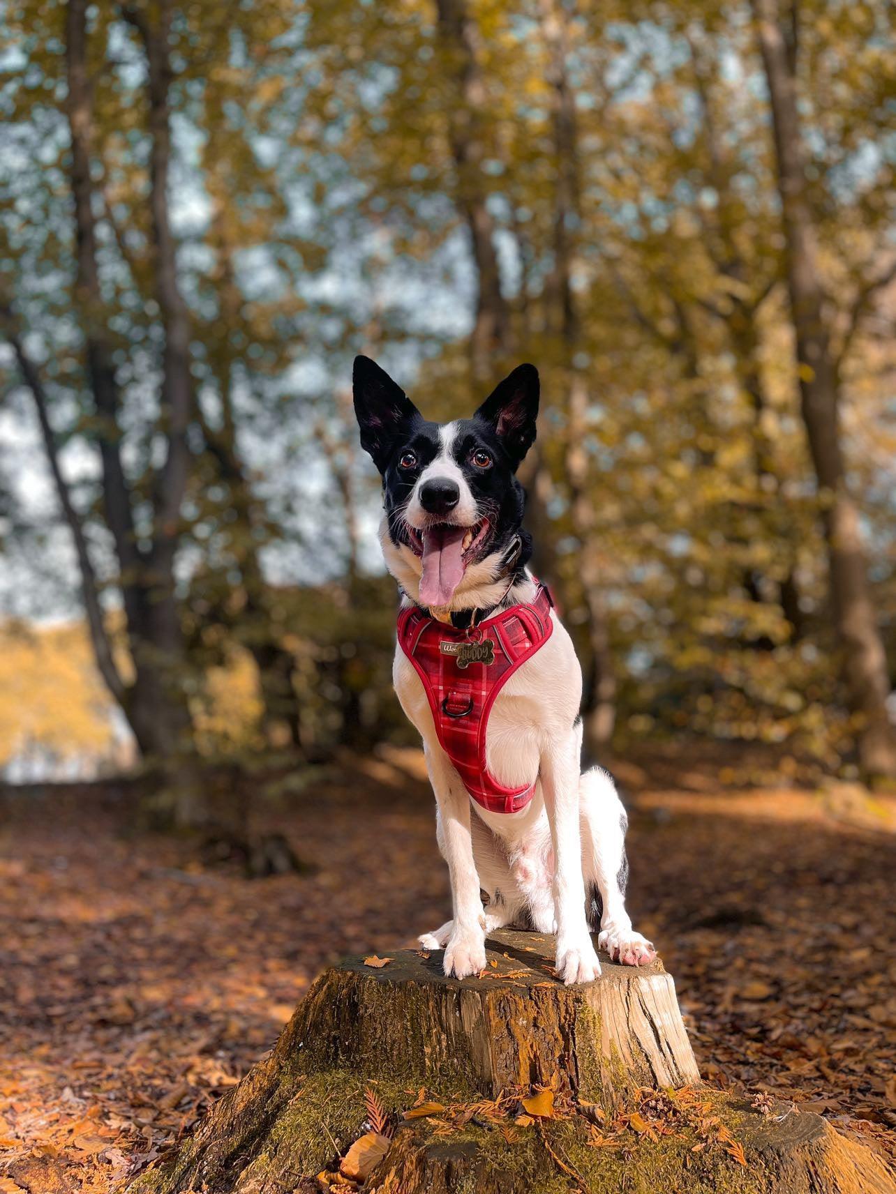 Cute Border collie wearing a red tartan harness