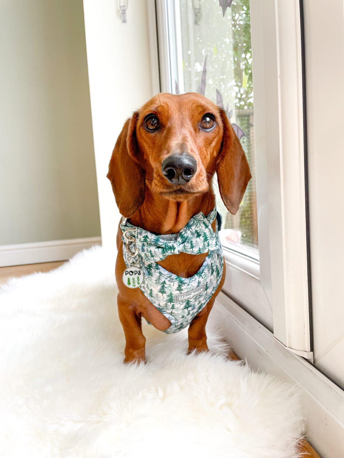 Standard dachshund wearing a adjustable dog harness and dicky dog bow tie