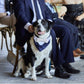 Sage dog wedding tuxedo | Bow tie of your choice