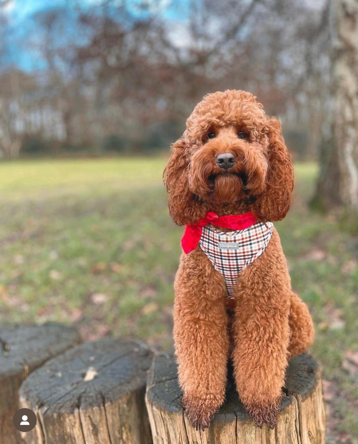 Best harness for sales labradoodle