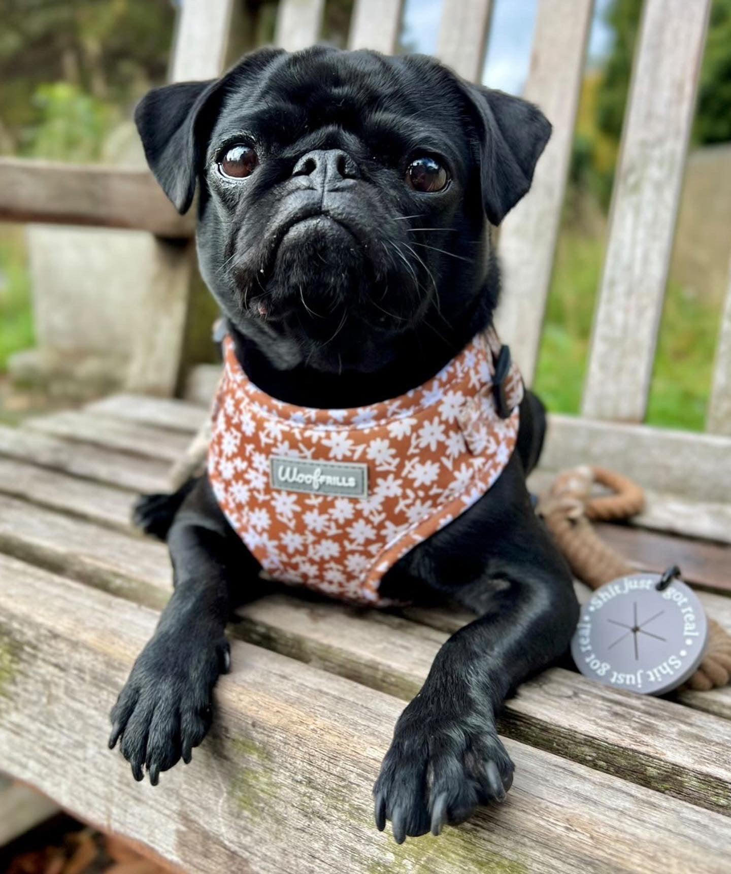 Pug harness hotsell pets at home