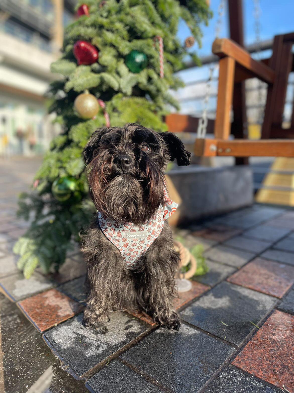 schnauzer looking festive in a dog harness fully adjustable 