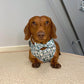 Standard dachshund wearing a pine dog harness with matching cut dog bow tie
