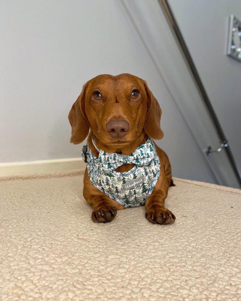 Standard dachshund wearing a pine dog harness with matching cut dog bow tie