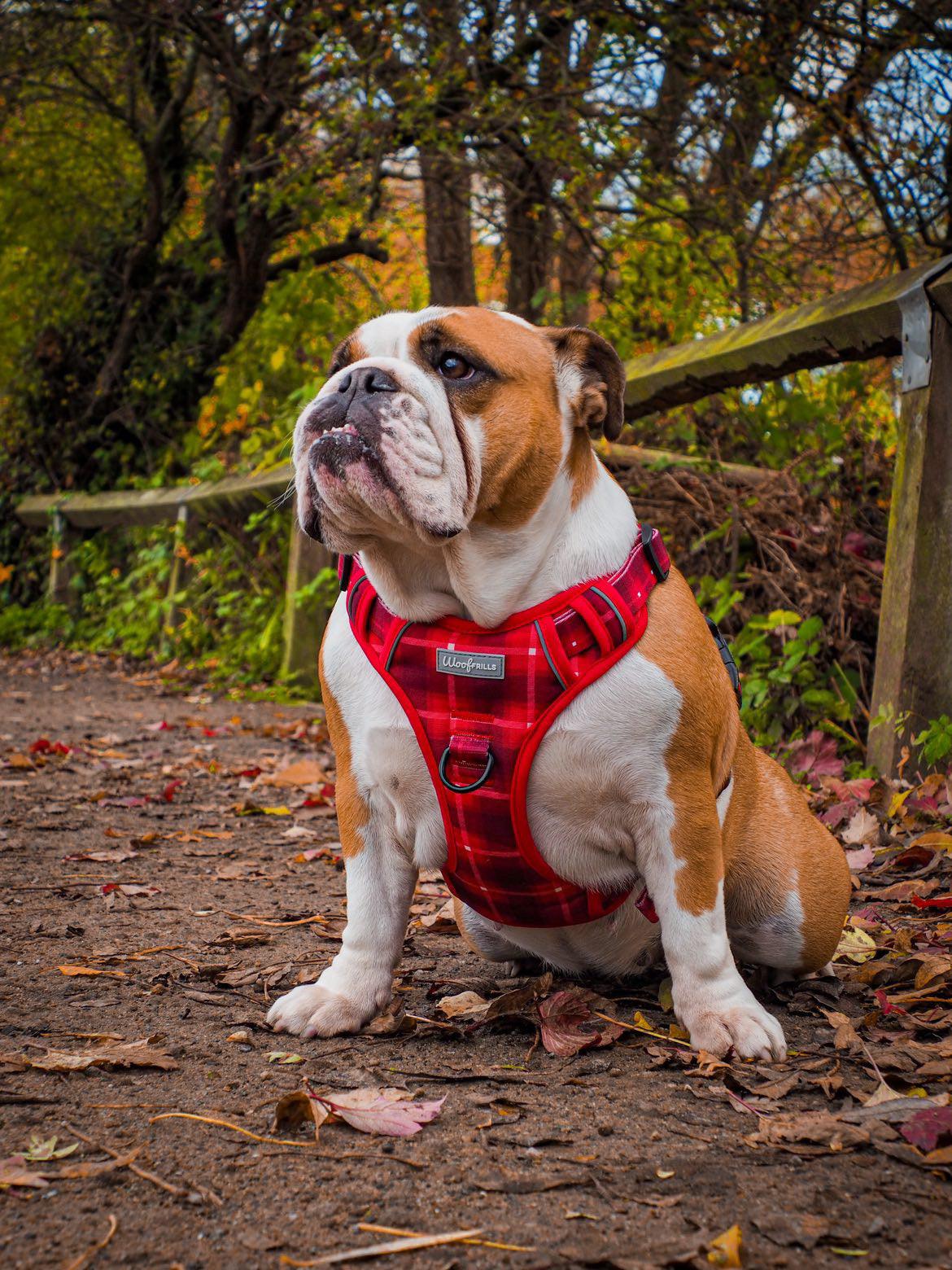English bulldog wearing the best dog harness